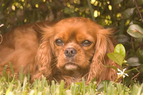 cavalier rescue of georgia|adopt a cavalier king charles.